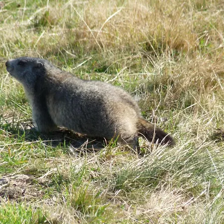 Les Marmottes 2 Etoiles Nn Hotel