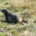 Les Marmottes 2 Etoiles Nn Hotel