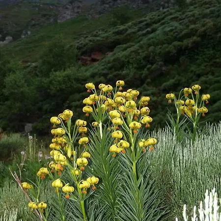 Les Marmottes 2 Etoiles Nn Montferrier